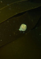   Top shell kelp  